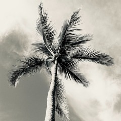 coconut trees