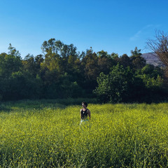 grass (demo)