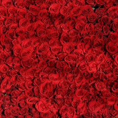 New Roses (wt Synline)