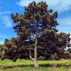 S5