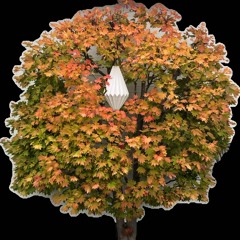 : : : steloo #🍁autumn walk 25‘