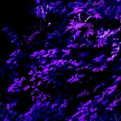 Dysorder Mix Series 017 - Violet Flux - Code Lavender