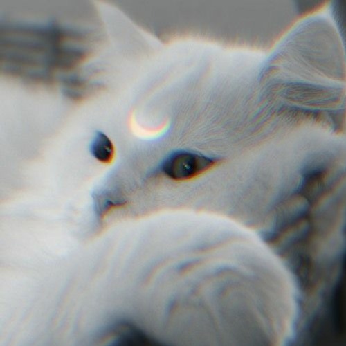 C$X v2