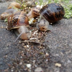 Agonía - 3l Πnilla