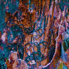 Tree Sap