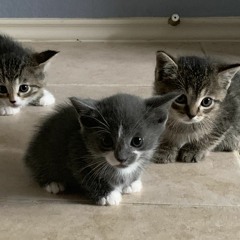 The Cutest Little Kitties