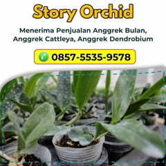 Hubungi 0857-5535-9578, Grosir Dendrobium Keriting di Malang