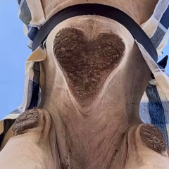 ياهل الهجن عشاقة الناموس 🐪🐪
