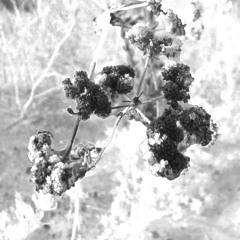 decay