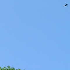 Fly Like An Eagle