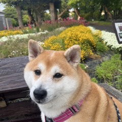 tokyo girl