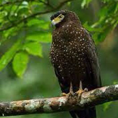 fuckk it upppppp #serpent eagle