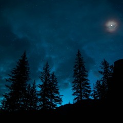 Sketches: Forest Night