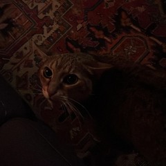 hey kitty