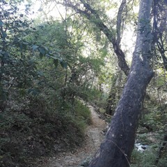 Contre Le Platane, Les Gammares