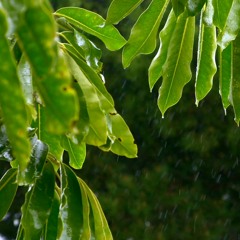 Spring Rain Sounds (75 Minutes)