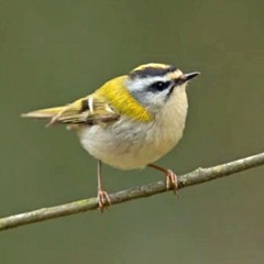 Common Firecrest - Regulus Ignicapilla