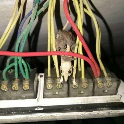 Rat (Morph vol.3)