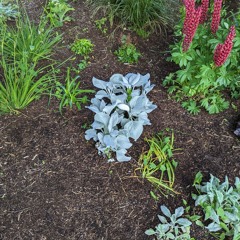 badnboujee (matchu footwork edit)