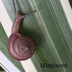 Misplaced