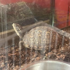 april’s moment (demo)