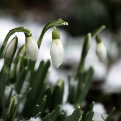 Waarom de sneeuw het sneeuwvlokje geen kwaad doet