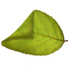 Turn a leaf
