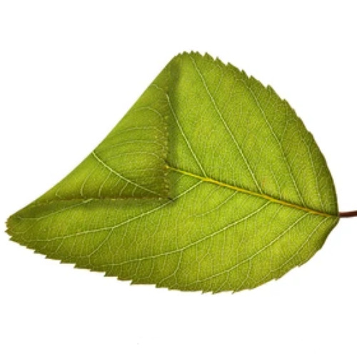 Turn a leaf