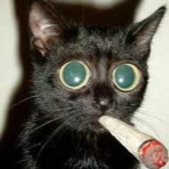 Gata Bandia ft Quevdor, Delicia Turca & Nakule