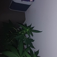 Kong x OgBn - 33 157 155