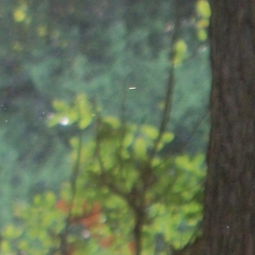 Fragment 2 (Sunflower)