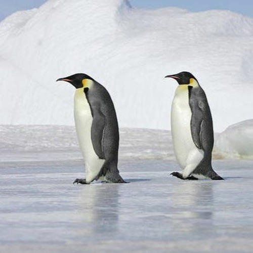 penguin friends