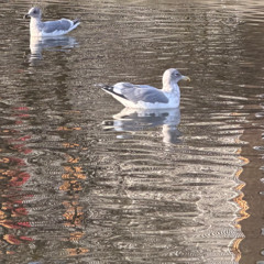 Back on the Decks (Techno) 11/22/25