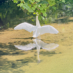Swan Prelude