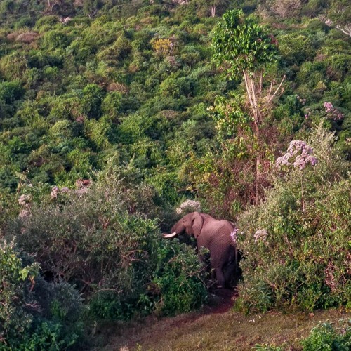 Rich Forest Ecosystem, Aberdares, Kenya