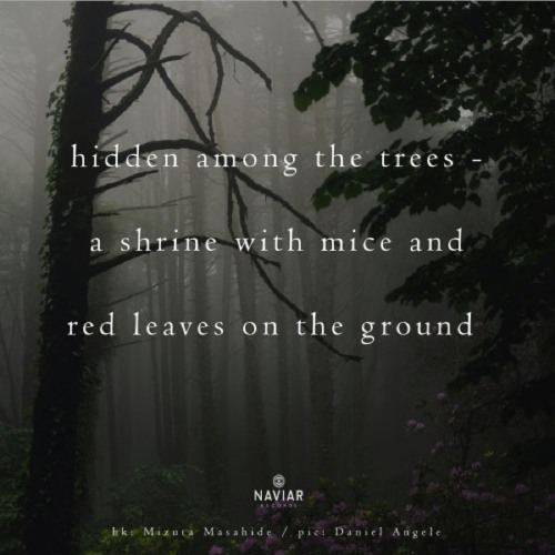 naviarhaiku369: hidden among the trees