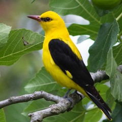 Loriots can hear the wind whispering