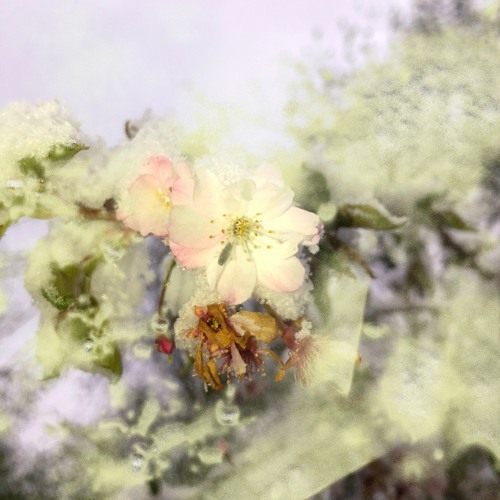 Yyed- Somewhere Near The Root Of It All