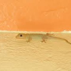 Gecko House
