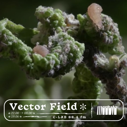 Vector Field - Module 19/06/2022