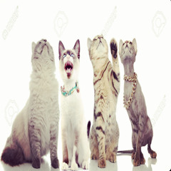 pawesome meow song🐾 w/ Trainer Mac + Sa$quatch + bexpointoh (prod. sohi)