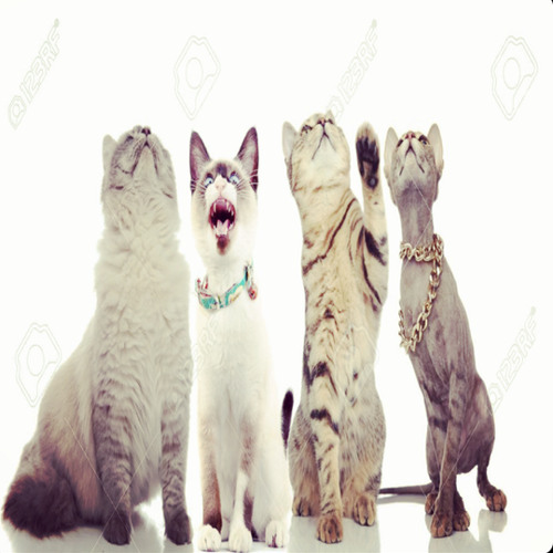 pawesome meow song🐾 w/ Trainer Mac + Sa$quatch + bexpointoh (prod. sohi)