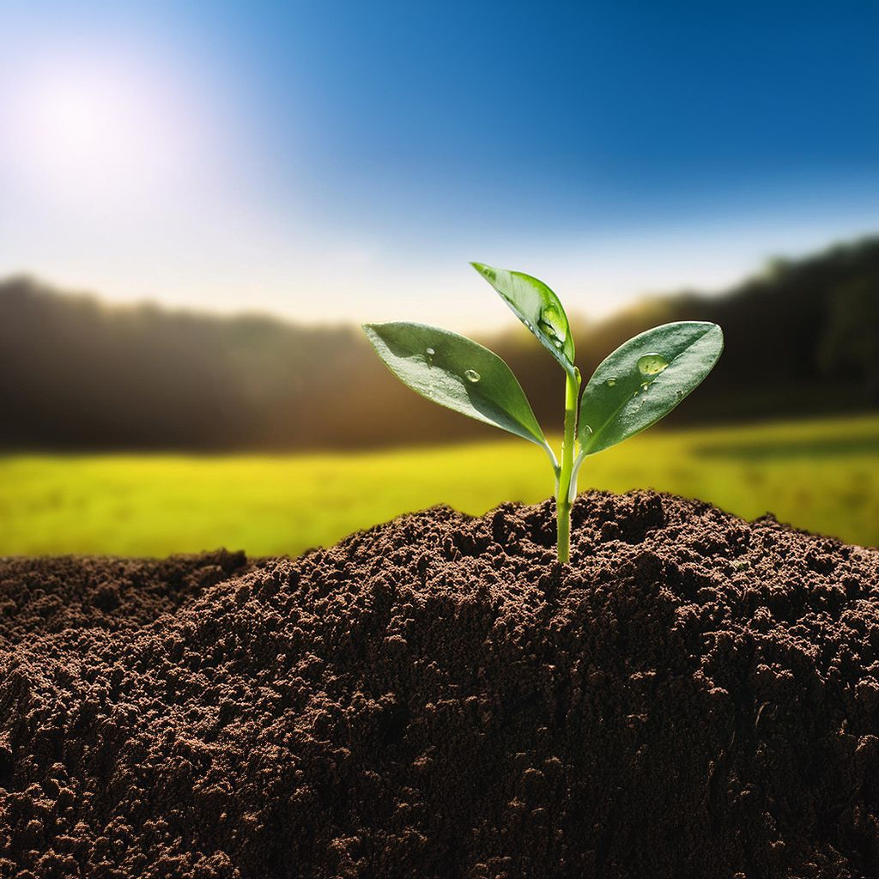 The Seed Sown Is Greater Than Your Need | 28Jul2024 episode artwork