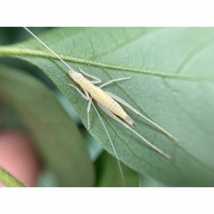 HK_Calm-&-Steady_tracks_329