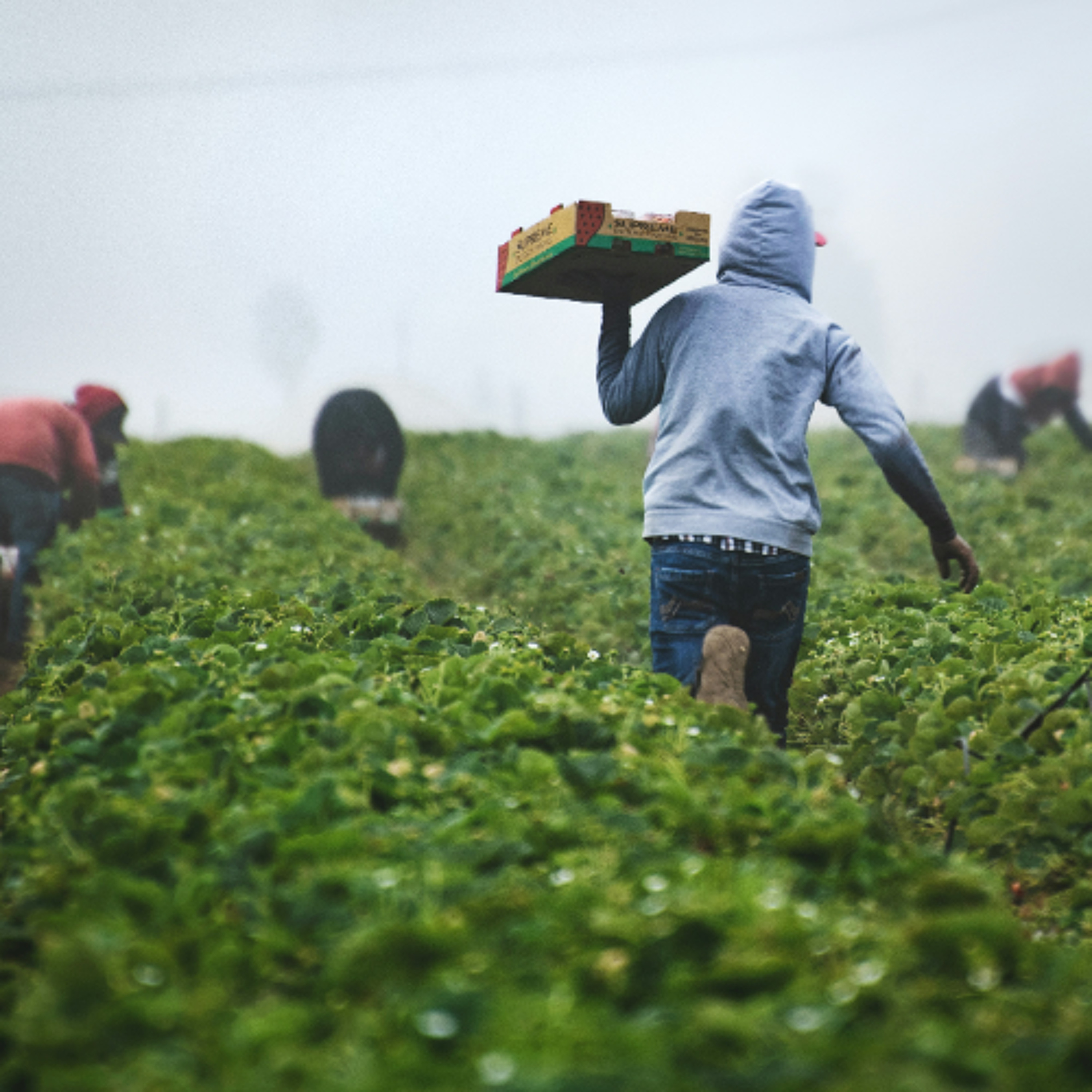 Immigration policy and higher energy effects on farming and food processing