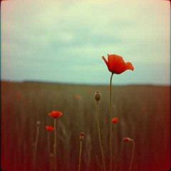 THE COLOUR OF A POPPY spoken