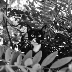 Wastson Dub-Jules.Rnp