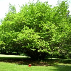 Tallando (Tito Fernández) - Jorge Oliva