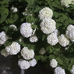 مهدی تفکری | ای صبا