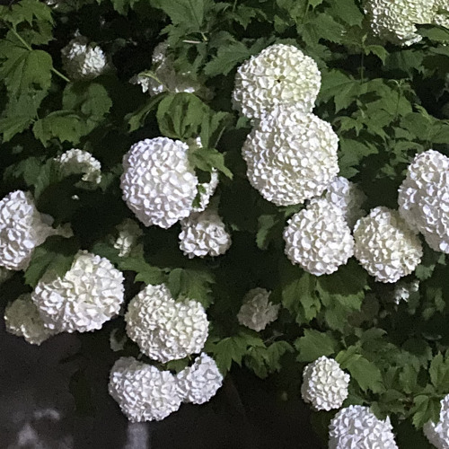 مهدی تفکری | ای صبا